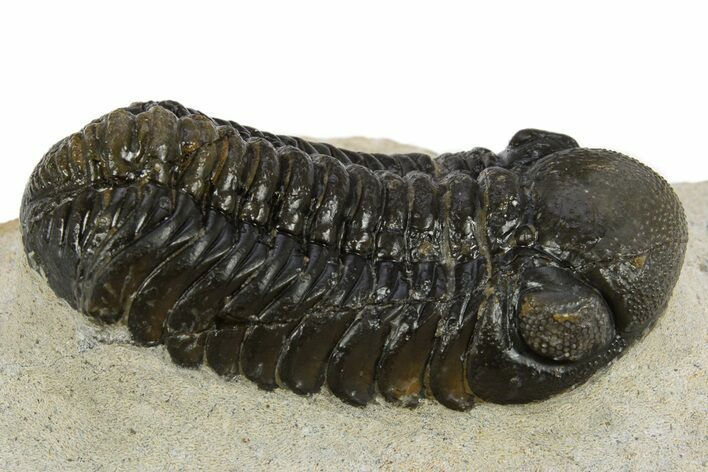 Detailed Austerops Trilobite - Nice Eye Facets #311072